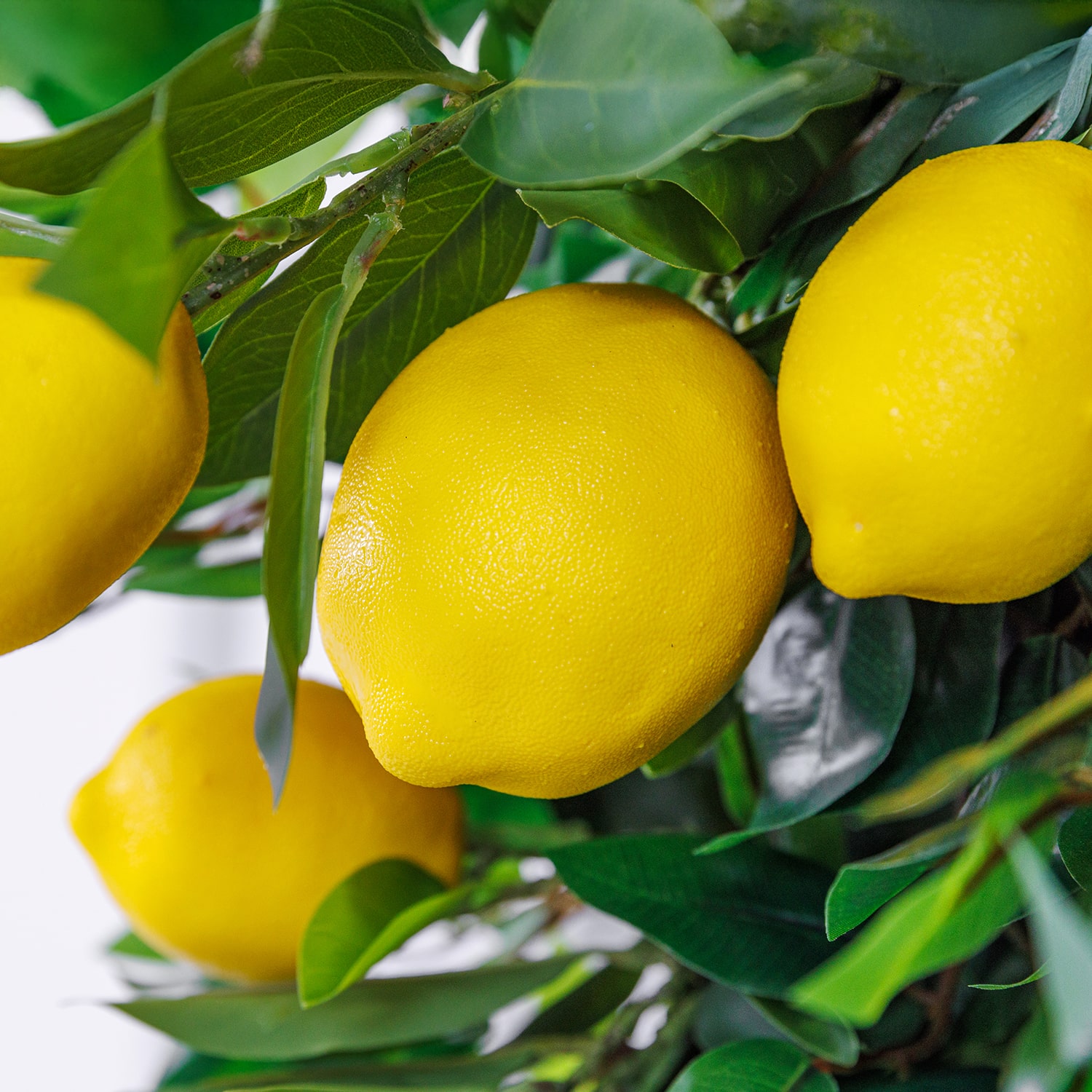 50cm Table Centrepiece Amalfi Collection Close Up