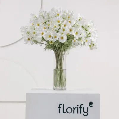 Cosmos Spray - White