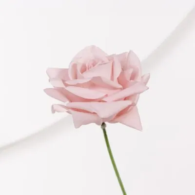 Real Touch Reflexed Rose Stem SOFT PINK (floristry stem)