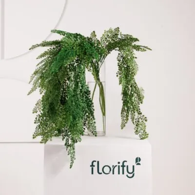 Fern Drop Spray