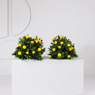 Meadow (set of 2) Amalfi