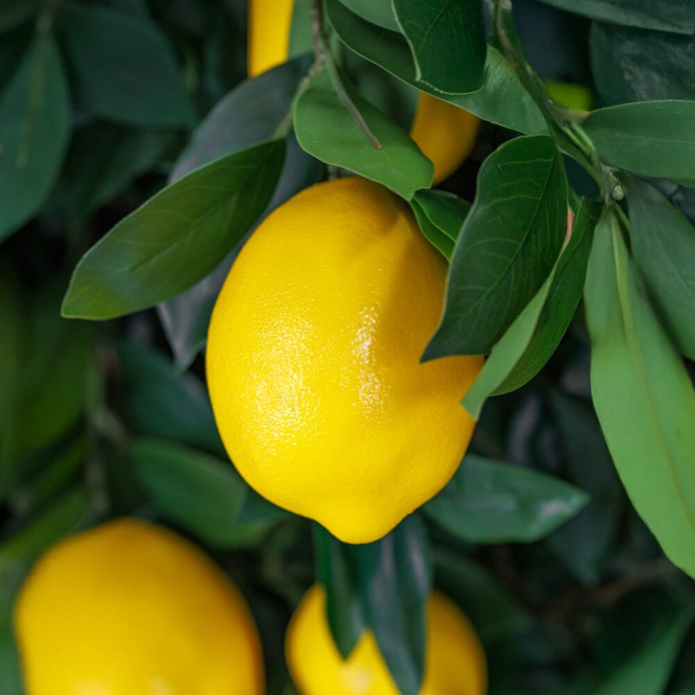 Lemon - Image 3