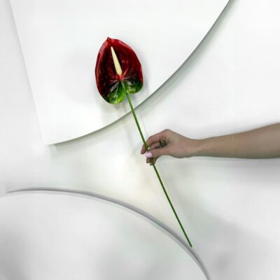 Real Touch Anthurium Stem Red